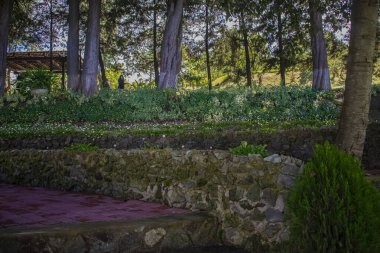 Ağaçların etrafındaki kıyıda kayalar ve arka planda bir kulübe.