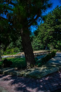 Kaldırımın kenarındaki güzel büyük ağaç