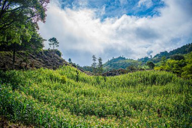 Bulutlu yeşil mısır ekinleri
