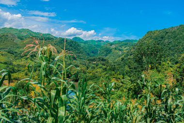 Mavi mısır ekimi, arka planda dağlar ve mavi gökyüzü.