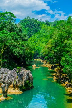 Ortasında kaya ve yeşil nehir olan ağaçların manzarası.