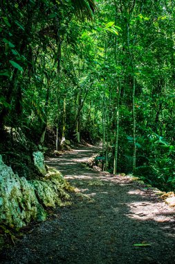 Güzel güllerle ağaçlar arasında güzel bir patika