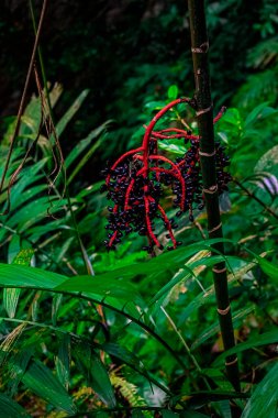 Kırmızı meyveli Pacaya bitkileri