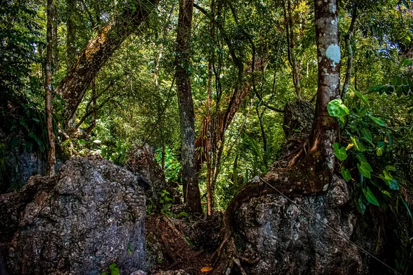 Rocce Nel Bosco Con Tronchi Verdi Liana — Foto Stock