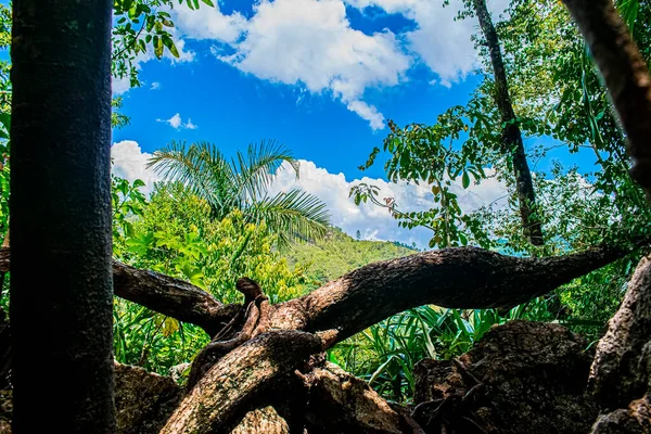 Tronco Seco Caído Bosque Con Cielo Azul —  Fotos de Stock