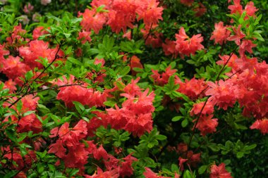                                 Yağmurda güzel çiçekler