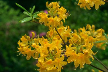                                 Yağmurda güzel çiçekler