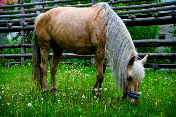 Krásný Štíhlý Silný Kůň Pasoucí Louce — Stock fotografie