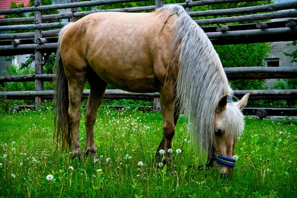 Vacker Smal Och Stark Häst Betar Ängen — Stockfoto