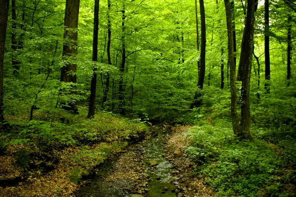 Bella Foresta Verde Piccolo Ruscello Con Pietre — Foto Stock