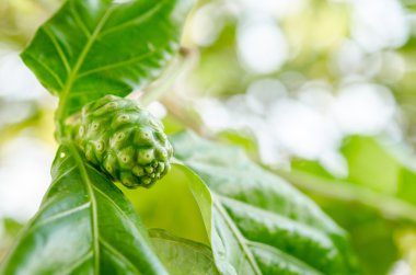 Noni ağaç üzerinde.