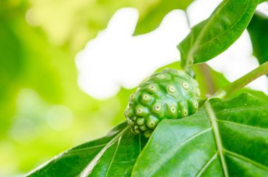 Noni meyve ağacı üzerinde.