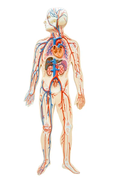 Anatomia umana dell'uomo . — Foto Stock