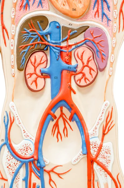 Syntetiska mänskliga torso modell med organ. — Stockfoto