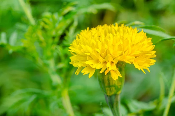 Flor de caléndula amarilla . —  Fotos de Stock