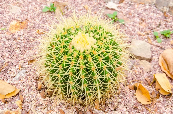 Cactus de barril dorado . — Foto de Stock