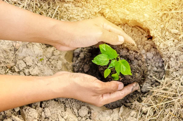 Planta un árbol. —  Fotos de Stock