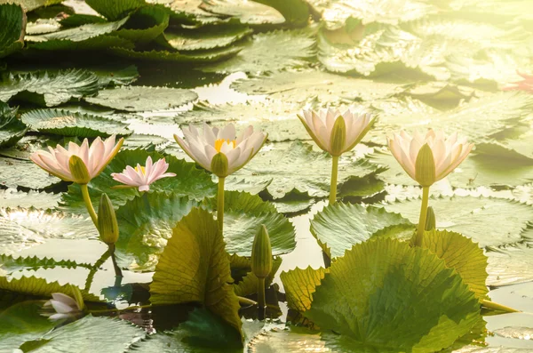 美しい蓮の花開花. — ストック写真