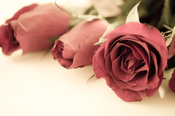 Rose rouge avec vintage . — Photo