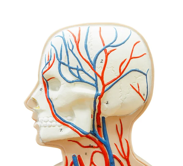 Close-up aan hoofd menselijke model voor studie geneeskunde. — Stockfoto