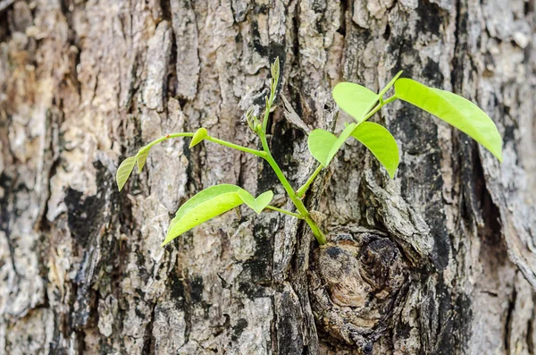 Новые молодые листья прорастают из старого дерева . — стоковое фото