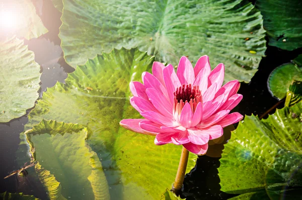 Piękny różowy kwiat lilia wodna lub Lotos. — Zdjęcie stockowe
