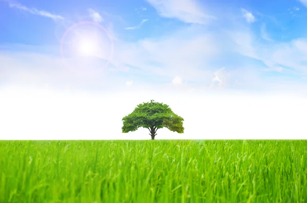 Field tree and blue sky Stock Photo