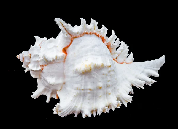 Seashell Murex Ramosus . — стокове фото