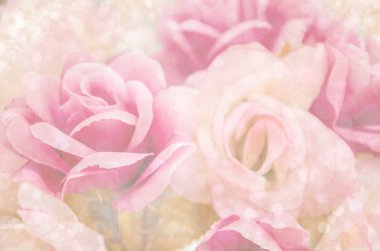 ışık bokeh ile güzel pembe çiçekler.