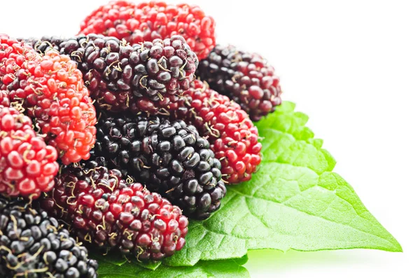 Ulberries med ett blad. — Stockfoto