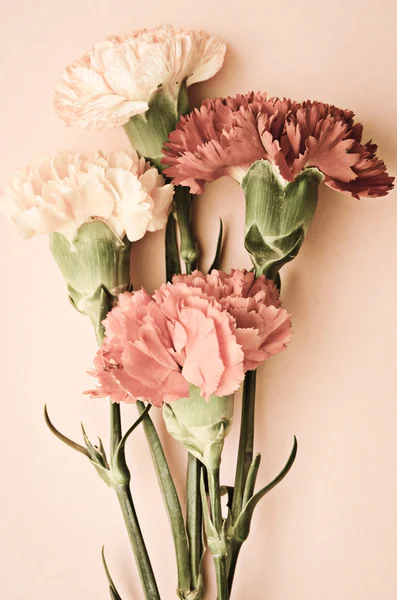 Nejlikor blommor. — Stockfoto