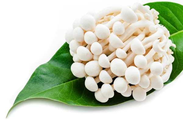 Fresh White Hon Shimeji or White Beech Mushroom. — Stock Photo, Image