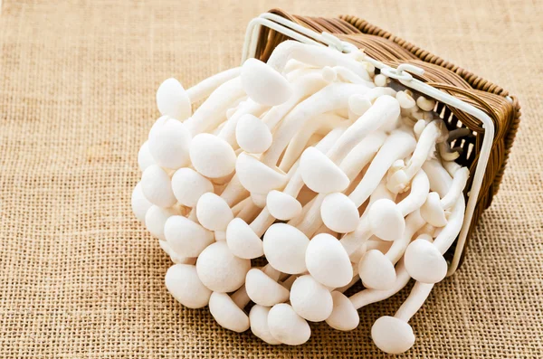 White bunch of shimeji mushrooms. — Stock Photo, Image