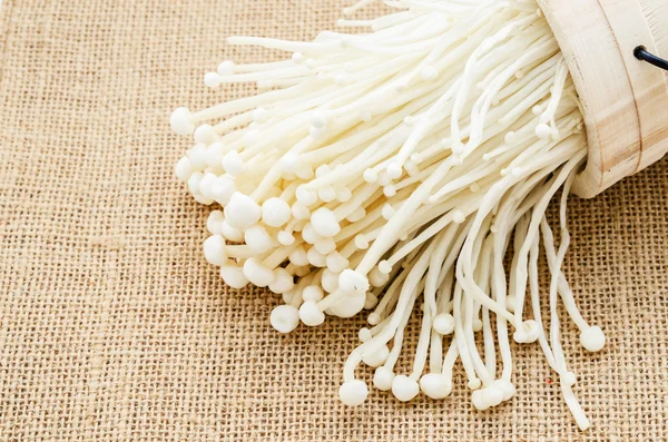 Frissesség Enoki gomba. — Stock Fotó