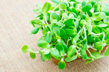 Yeşil genç ayçiçeği lahanası.