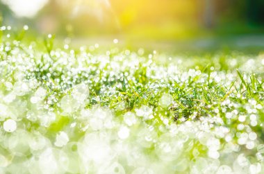 Su damlalı taze yeşil çimen.