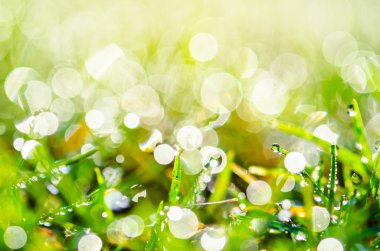 Çim closeup ince su damla aşağı püskürtme ile.