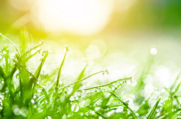 Świeża zielona trawa z kroplami wody. — Zdjęcie stockowe