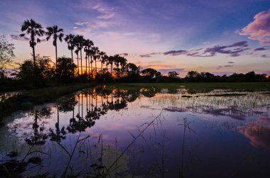 Toddy palmiye silueti ya da tarlada şeker palmiye gün batımından sonra renkli gökyüzü