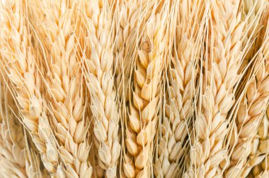 Arkaplan olarak buğday dokusu.