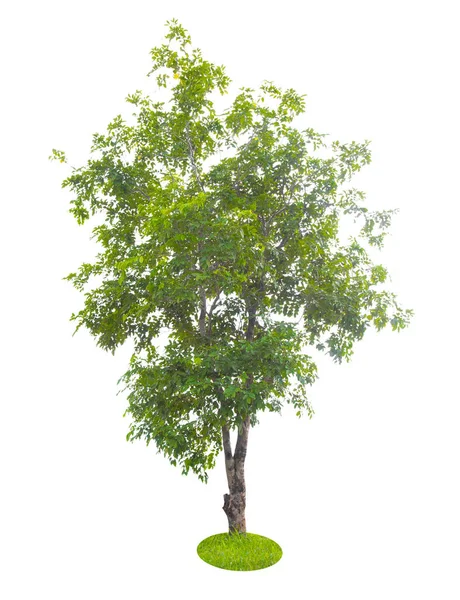 白い背景に孤立した美しい緑の木 — ストック写真