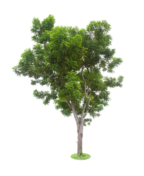 Bellissimo Albero Verde Isolato Sfondo Bianco — Foto Stock