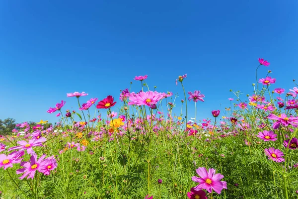 Tepedeki Manzara Dağında Güzel Bahçe Çiçeklerinde Açan Renkli Kozmos Yaz — Stok fotoğraf
