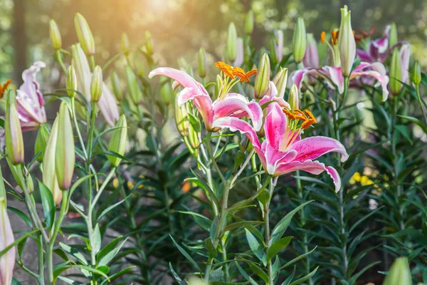 Ροζ Λουλούδια Lilly Είναι Όμορφα Ανθισμένα Στο Chiang Rai Flower — Φωτογραφία Αρχείου