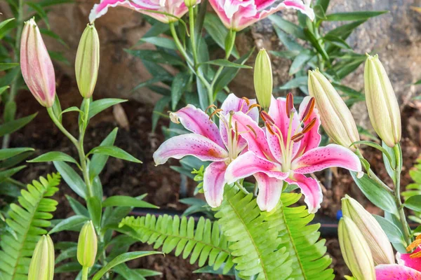 Ροζ Λουλούδια Lilly Είναι Όμορφα Ανθισμένα Στο Chiang Rai Flower — Φωτογραφία Αρχείου