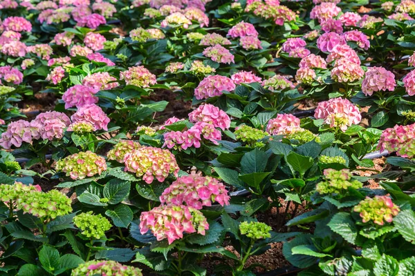 Magenta Roze Hortensia Macrophylla Hortensia Struik Volle Bloei Tuin — Stockfoto