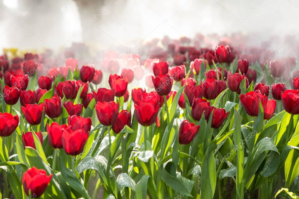 Beautiful tulip in the garden, north Thailand.