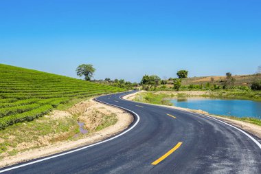 Tayland 'ın Chiang Rai bölgesindeki güzel çay tarlası..