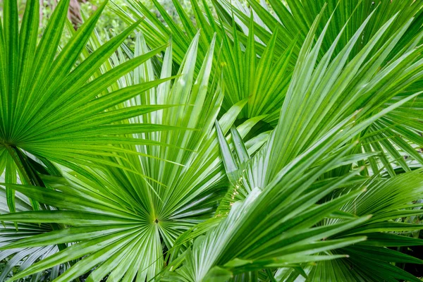 Abstract of tropical palm foliage, greenery background.