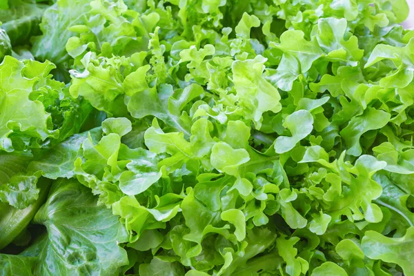 Texture of fresh green oak lettuce or green lettuce for vegan or vegetarian food.